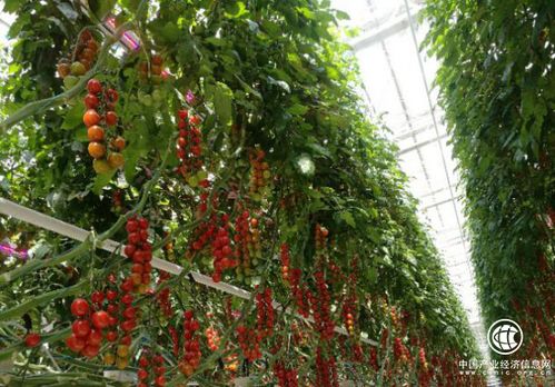 农业产业化发展还有多长的路要走