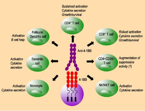 革新药物开发方式 华人团队为免疫调节蛋白安装 智能开关 ,产业化潜力巨大丨专访唐力课题组