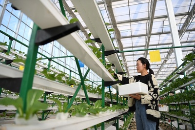 农业转基因产业化应用如何发展?农业农村部答每经问:自主创新、确保安全、严格监管