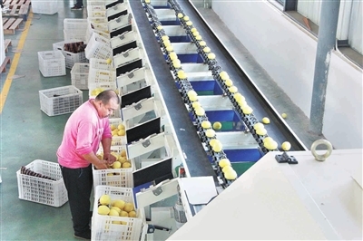 小柠檬种出大产业