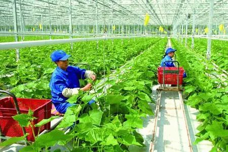 306家!石家庄公布农业产业化重点龙头企业名单!你的家乡有几家?