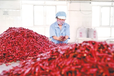 衡水市冀州区周村镇倾力打造辣椒“特色小镇”