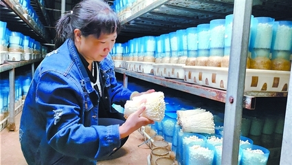 江苏省灌南县:大力实施品牌战略 小小金针菇做出大产业