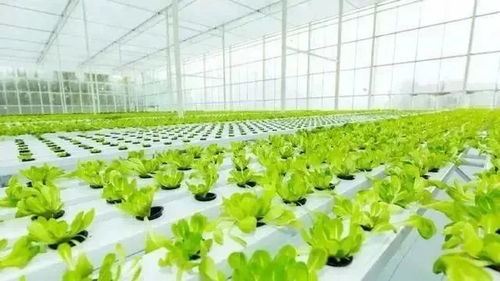 搜了宝 深度参与农产品产业化发展