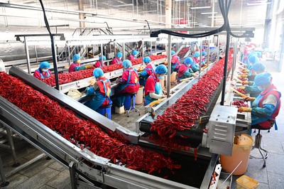 山东武城:辣椒产业带动2万人就业