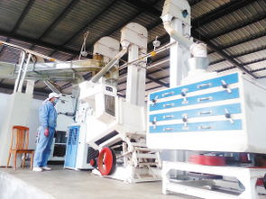 小苦荞的产业化发展之路