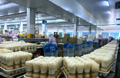 小小“生态菇”撬动致富大产业——贵州省威宁县探索产业发展新模式纪实